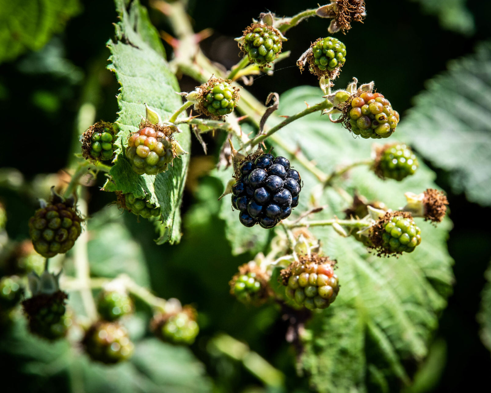 Berry sweet